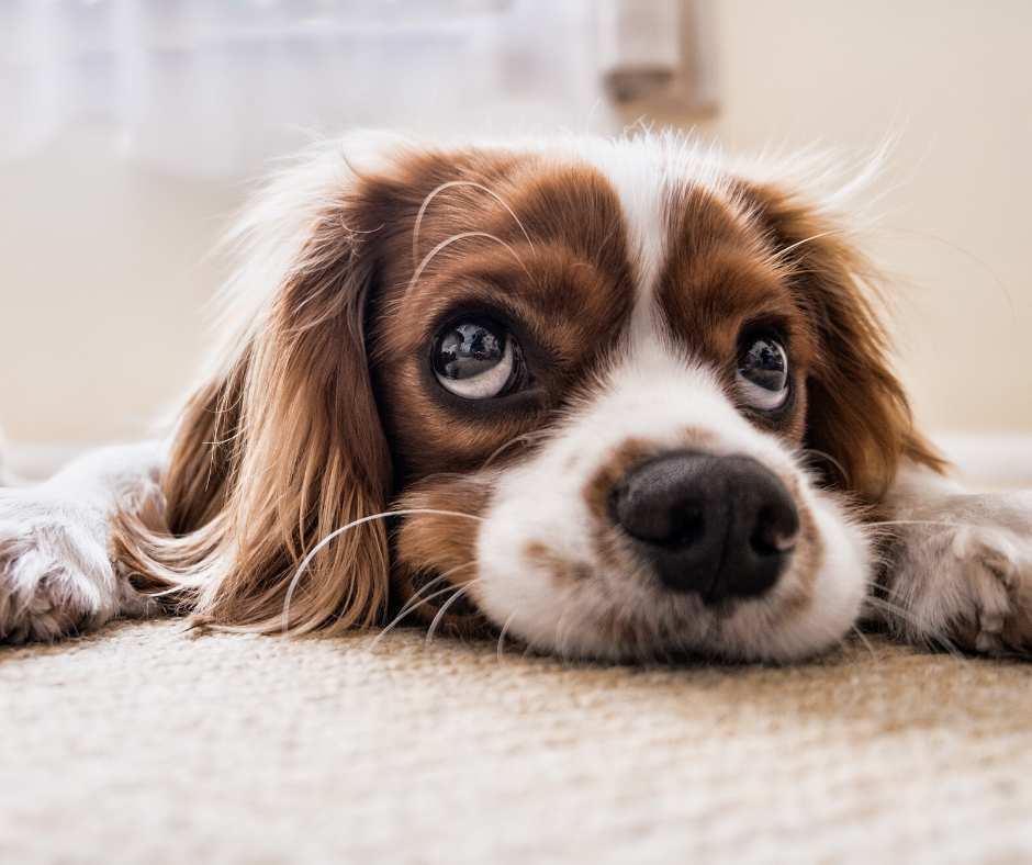 Pasco Carpet Cleaning specializes in Pet Stain and Odor Removal in Pasco, FL
